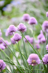 Culinary Herb - Chives