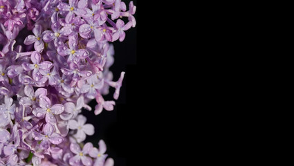 Fototapeta premium natural lilac black background isolate