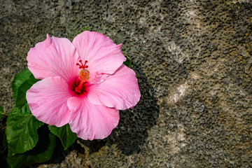 Close up of a beautiful pink hibiscus flower growing in front of a rock wall, Hawaii
