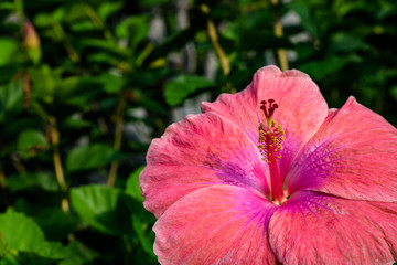 Close up of a beautiful pink hibiscus flower growing in front of a rock wall, Hawaii
