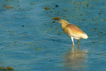 Ardeola ralloides in nature. Ornithological tourism in Spain.