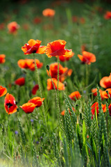  plant, poppy, purple, red, rural, scarlet, season, sky, spring, stem, summer, wild, natur, 