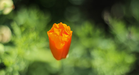 Pomarańczowy tulipan na zielonym naturalnym tle