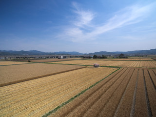 Fototapeta na wymiar 麦刈りの風景　福岡県の筑後平野