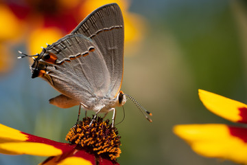 Grey Hairstreak