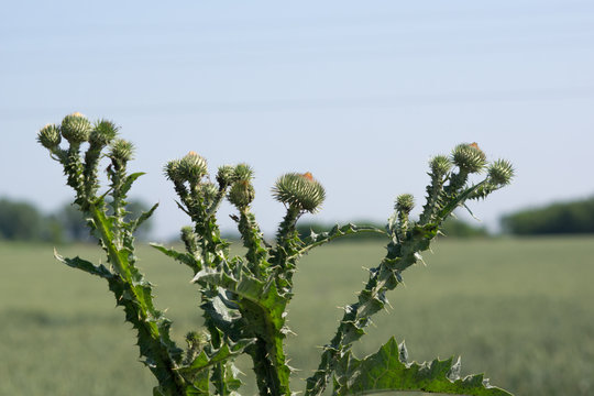 The acanthoides Carduus L. - roadside thistle