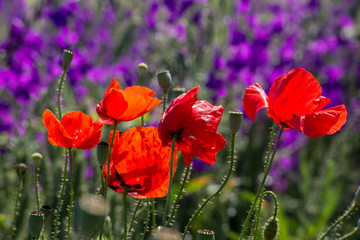 The larkspur (Consolida regalis) and Poppy (Papaver rhoeas).