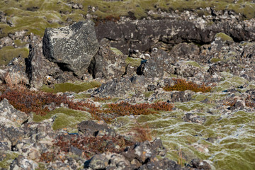 Moss-covered rock outcroppings in the lava fields of Iceland