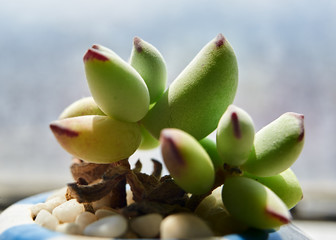  The succulents closeup.