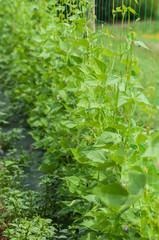 closeup of organic green beans alignment in a vegetable  garden