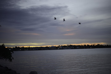 Miami sunset with 3 ibis flying by over the bay