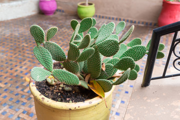 Cactus on terraces of Marrakech, Morocco