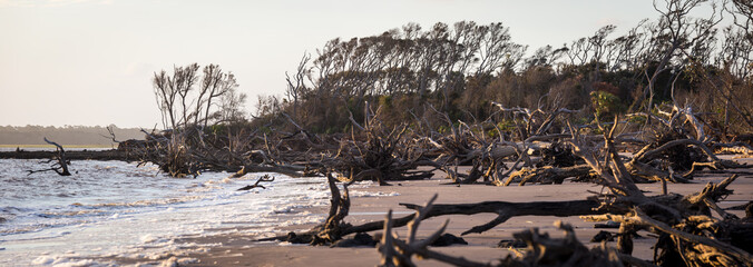 Big Talbot Island's beautiful boneyard beach in Jacksonville, FL