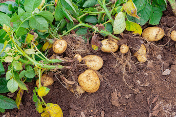 初夏の新じゃがいもの収穫風景