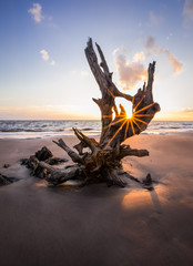 Big Talbot Island's beautiful boneyard beach in Jacksonville, FL