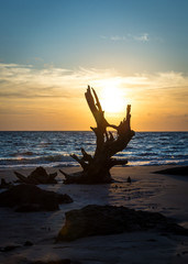 Big Talbot Island's beautiful boneyard beach in Jacksonville, FL