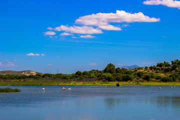 Flamingo. Flamingos on the lagoon “Laguna de Fuente de Piedra”. Fuente de Piedra, Malaga Province, Andalusia, Spain.