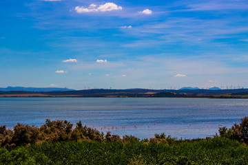 Flamingo. Flamingos on the lagoon “Laguna de Fuente de Piedra”. Fuente de Piedra, Malaga Province, Andalusia, Spain.