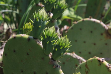 cactus, plant, green, nature, fruit, prickly, food, pear, desert, opuntia, leaf, thorn, prickly pear, garden, cacti, flower, closeup, natural, succulent, macro, flora, healthy, detail, thorns, tropica