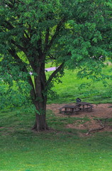 forest, tree, nature, park, trees, green, landscape, spring, wood, grass, summer, woods, bench, path, road, outdoors, leaves, meadow, foliage, autumn, natural, environment, leaf, plants, countryside