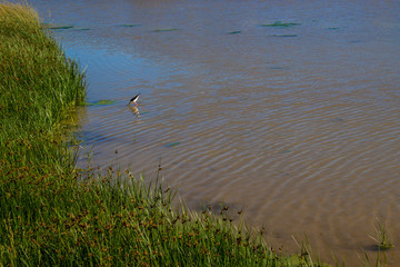 Lagoon. “Laguna de Fuente de Piedra”. Fuente de Piedra, Malaga Province, Andalusia, Spain.