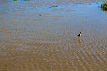 Lagoon. “Laguna de Fuente de Piedra”. Fuente de Piedra, Malaga Province, Andalusia, Spain.