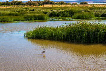 Lagoon. “Laguna de Fuente de Piedra”. Fuente de Piedra, Malaga Province, Andalusia, Spain.