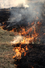 Fire burns rice straw until it is ash.