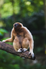 Gibbons climbing on trees.