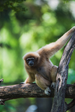 Gibbons climbing on trees.