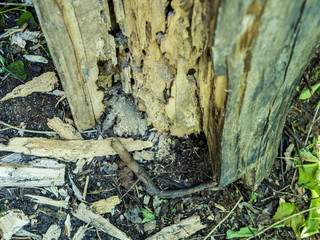 close up stump eaten by bark beetles