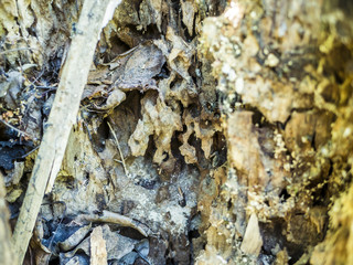 close up structure of the eaten destroyed by bark beetles tree