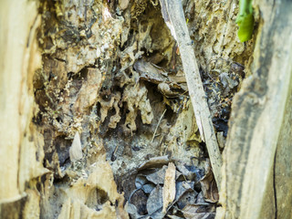 close up structure of the eaten destroyed by bark beetles tree