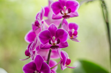 Fototapeta na wymiar Orchid in Bloom