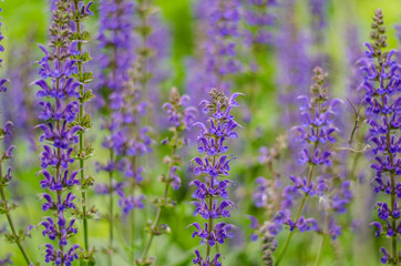 Fototapeta premium Up Close Salvia