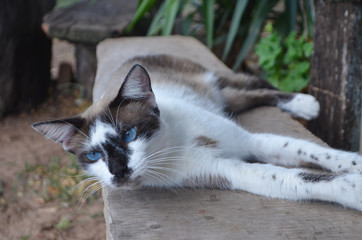 Naklejka na ściany i meble Blue-eyed cat lying down