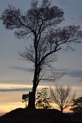 Fototapeta na wymiar Tree at sunset