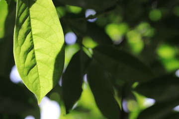 Transparency green leaves on tree 
