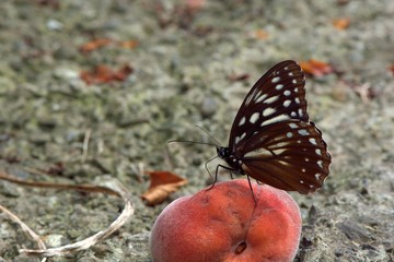 Butterfly from the Taiwan (Penthema formosanum)Taiwan markings eye butterfly