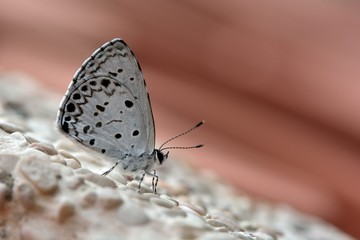 Butterfly from the Taiwan (Acytolepsis puspa myla)Taiwan glass small gray butterfly