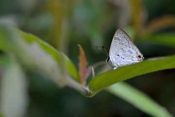 Butterfly from the Taiwan (Sinthusa chandranakuyaniana) Flash butterfly