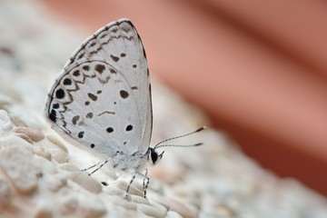 Butterfly from the Taiwan (Acytolepsis puspa myla)Taiwan glass small gray butterfly