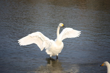 白鳥　ポーズ