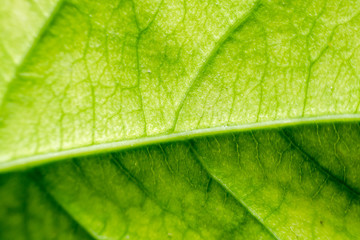 abstract, Green leaf nature dark green background.