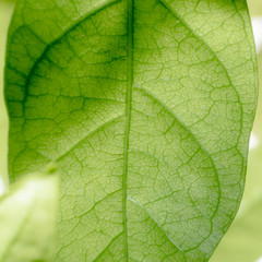 abstract, Green leaf nature dark green background.
