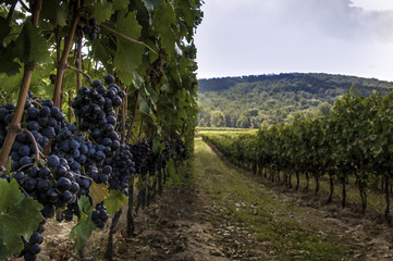 Fototapeta premium Virginia wine country vinyards