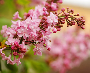 Fototapeta na wymiar beautiful pink flowers in the garden 