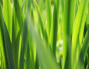 Fresh green grass with water droplet in sunshine
