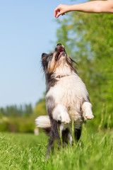 Elo dog stands up to get a treat