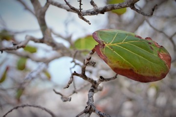Green leaf by the beach